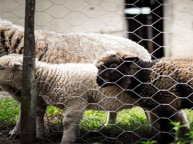 galvanized chicken wire 3 galvanized chicken wire 3